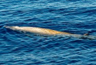 The Animal That Can Hold Its Breath The Longest Is The Cuvier’s Beaked Whale