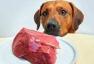 Is It Really OK To Feed Your Dog Raw Meat?