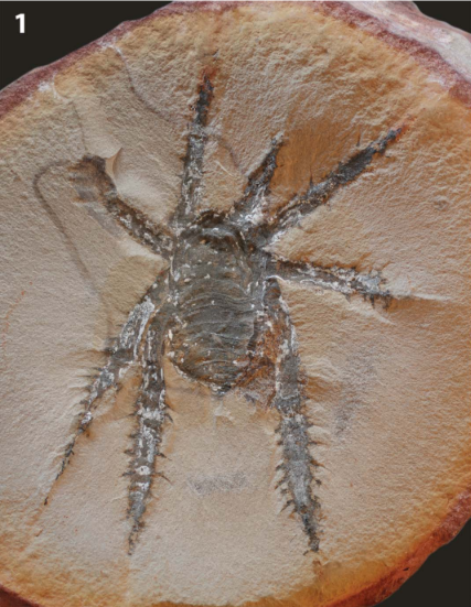 Scientists Can’t Quite Figure Out This Fossil Of A 308-Million-Years ...