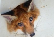 Curiosity (Almost) Got This Little Fox After He Stuck His Head In A Drain