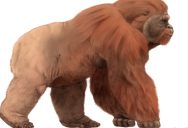 The Largest Ape To Ever Live Could Be The Truth Behind The Legend Of Sasquatch