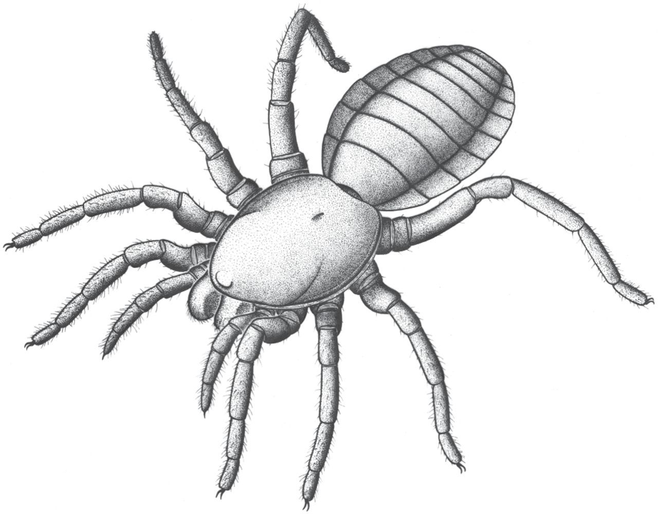 Spiders Invention Here's What Earth's First Spiders Looked Like 400 Million Years Ago ...