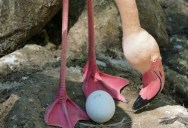 This Flamingo Laid Her First Eggs At The Ripe Old Age Of Seventy