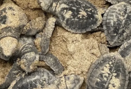 Endangered Turtle Hatchlings Were Found Over 1200 Miles From Their Typical Home, And People Rushed To Save Them From An Oncoming Typhoon