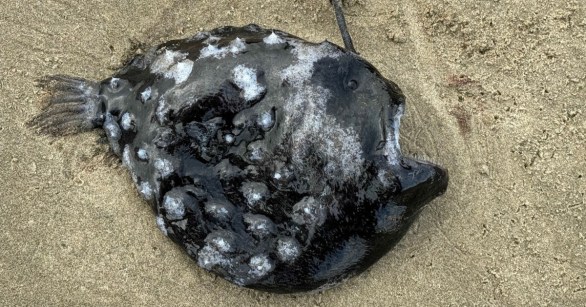 Source: Facebook/SeasideAquarium