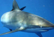 GPS Tracking Of Silky Shark Finds That It Traveled 27,000 Kilometers In Record Breaking Migration