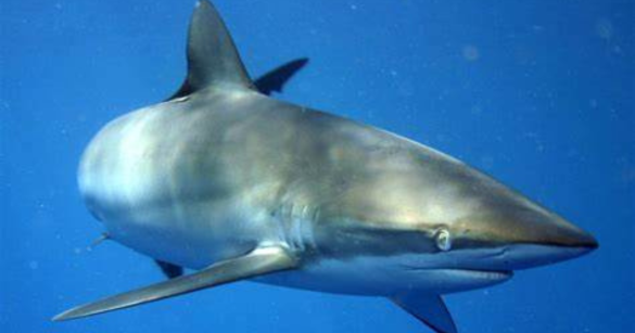 Source: fishes of australia