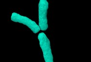 There’s Something Strange Happening With The Y Chromosome As Scientists Observe That It’s Shrinking In Size