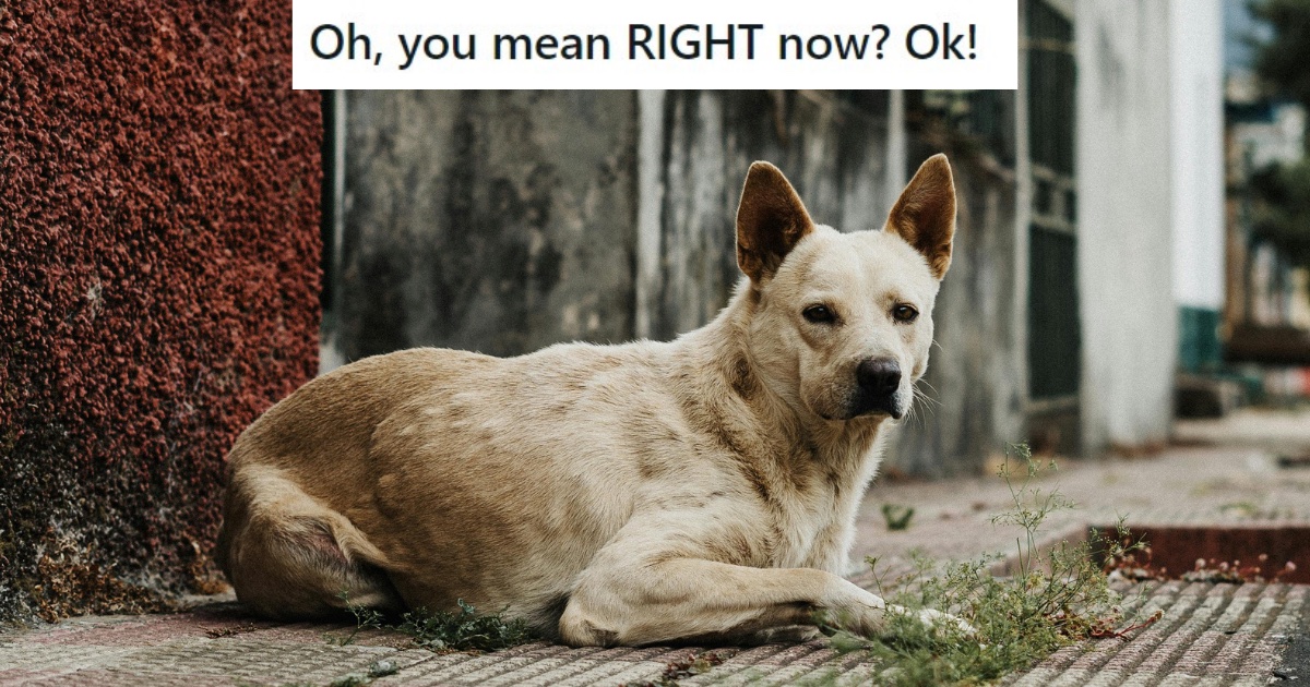 dog sitting on the street