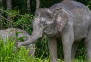 The World’s Smallest Elephant Is Less Than 10-Feet-Tall And Is Now Officially Classified As Endangered