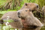 Why Has The Vatican Classified The Capybara As A Fish For Hundreds Of Years? It All Has To Do With Lent.