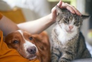 Cat People Might Be Smarter, But It Turns Out There Are Upsides To Being A Dog Person Too