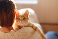 Scientists Have Found Proof That Your Cat Knows You’re Talking To It, But It Doesn’t Care Unless It Knows You