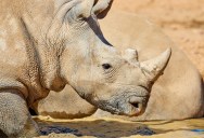 Scientists Look To Thwart Poaching By Inserting Radioactive Materials Into A Rhinoceros Horn