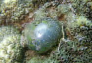 If You See A “Sailor’s Eyeball” In The Ocean You’re Looking AT One Of The Largest Single-Celled Organisms On The Planet