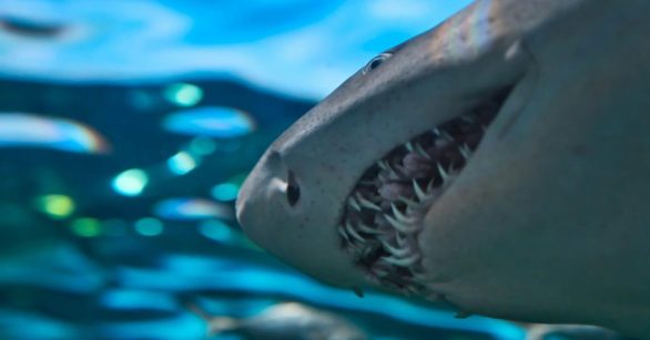 Source: Unsplash/Clint Patterson