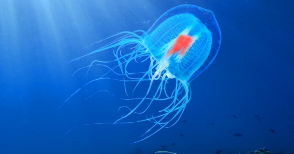 Source: Immortal-Jellyfish