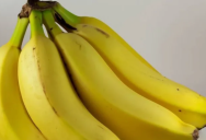 Banana Apocalypse Averted? A Genetic Breakthrough Offers Hope for Our Favorite Fruit