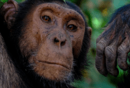 Old Videos Of Studies Done On Chimpanzees May Show That They Are Capable Of Speech