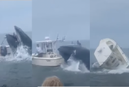 A Giant Humpback Whale Upends A Boat In Incredible, Dramatic Footage