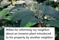 Homeowner Discovers Neighbor Planting Invasive Species In Others’ Yards, So Now They Wonder If They Should Warn The Affected Neighbors