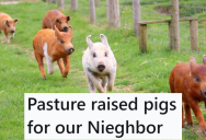 His Neighbor Would Complain About The Smell Every Time He Had A Fire, So He Told Her He Was Clearing Brush To Make Room For Raising Pigs