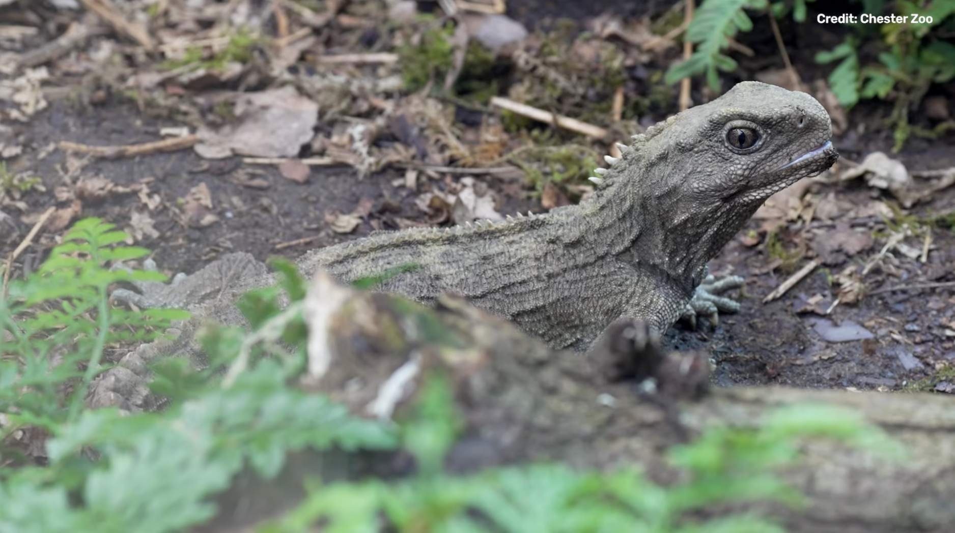 Source: YouTube/ChesterZoo