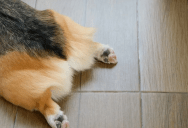 Why Behaviorists Think Animals Do That Adorable “Sploot”