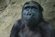 Are Gorillas Getting Too Attached To Watching The Cell Phones That Visitors Bring To Zoos? A Recent Report Suggests Yes.