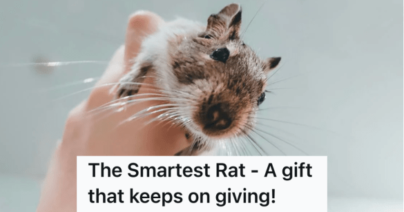 Source: Reddit/PettyRevenge/Pexels/ Татьяна Угрюмова