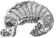 This Worm Is 520 Million Years Old, But Still Has An Intact Gut And Brain