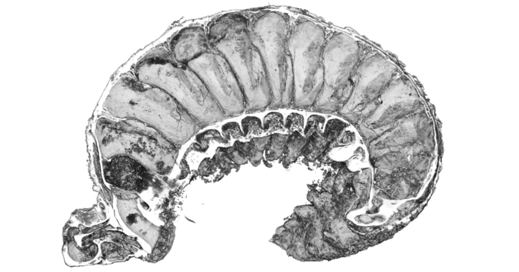 Source: Smith et al., Nature, 2024