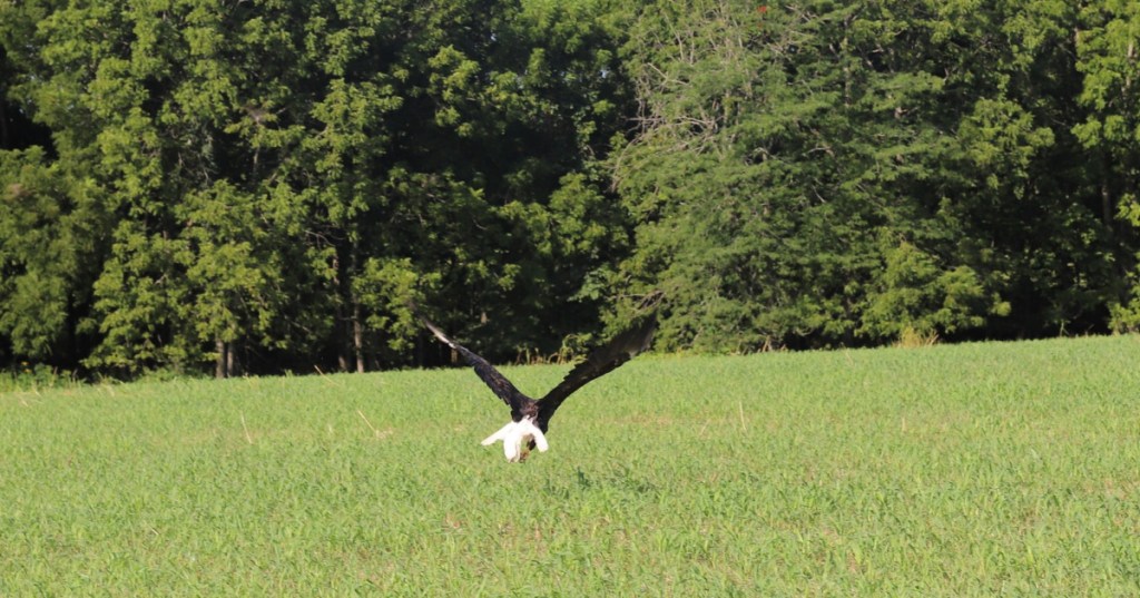 Source: Facebook/Wilson Creek National Battlefield