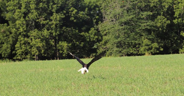 Source: Facebook/Wilson Creek National Battlefield
