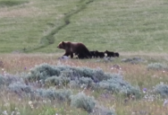 Supermom Grizzly Bear Spotted With An Unprecedented Five Cubs