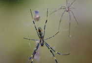 Massive Invasive Spider Is Spreading Across The United States