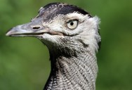 The World’s Heaviest Flying Bird Is The Kori And Weighs A Whopping 40 Pounds