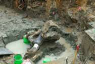 Remarkablly Well-Preserved Bones Of A Mastodon Skeleton Have Been Found And Excavated In Iowa