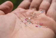 Study Finds There Is Quite A Bit Of Microplastic In The Human Brain