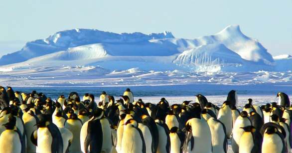 A big group of penguins in Antarctica