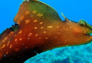 Ever Heard Of A Sea Hare? Here’s Some Footage Of One Swimming In The Ocean.