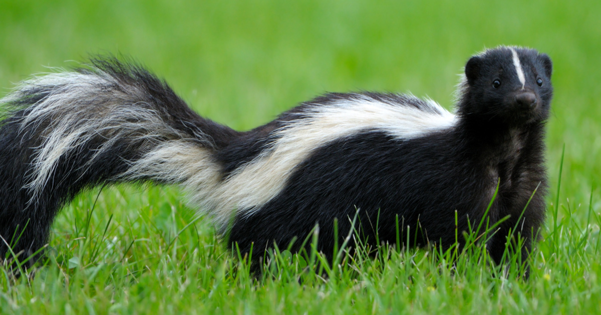 Here’s Why Skunks Smell So Bad And How To Wash The Smell Off Once It’s