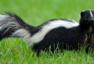 Here’s Why Skunks Smell So Bad And How To Wash The Smell Off Once It’s On You