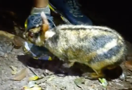 Lucky Sumatran Hikers Were Approached By The World’s Rarest Rabbit