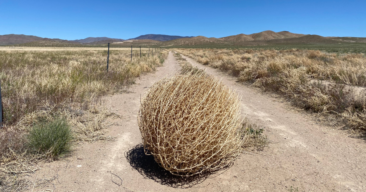 what-actually-are-tumbleweeds-and-why-are-they-considered-an-invasive