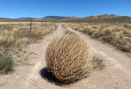 What Actually Are Tumbleweeds And Why Are They Considered An Invasive Species?