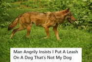 Angry Stranger Demands She Leash Her Dog, But They Soon Discover It’s Actually A Wild Coyote And Run Away