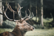 Visiting Yellowstone National Park? Be Sure To Steer Clear Of The Elk