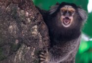 Marmoset Monkeys Call Each Other By Name, Demonstrating Similar Language Development To Humans