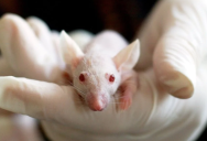 Recently Published Paper Shows New Medicine Extends Life Of Mice By 25%